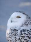 Finland, Ranua Wildlife Park. Snowy owl during winter. Art Print
